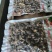 250克珍珠菇南阳春栽冬菇细心挑选颗粒饱满