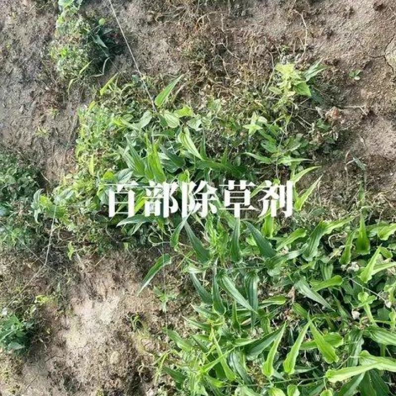 百部除草剂加助剂百部苗后除草剂禾阔双除见效快