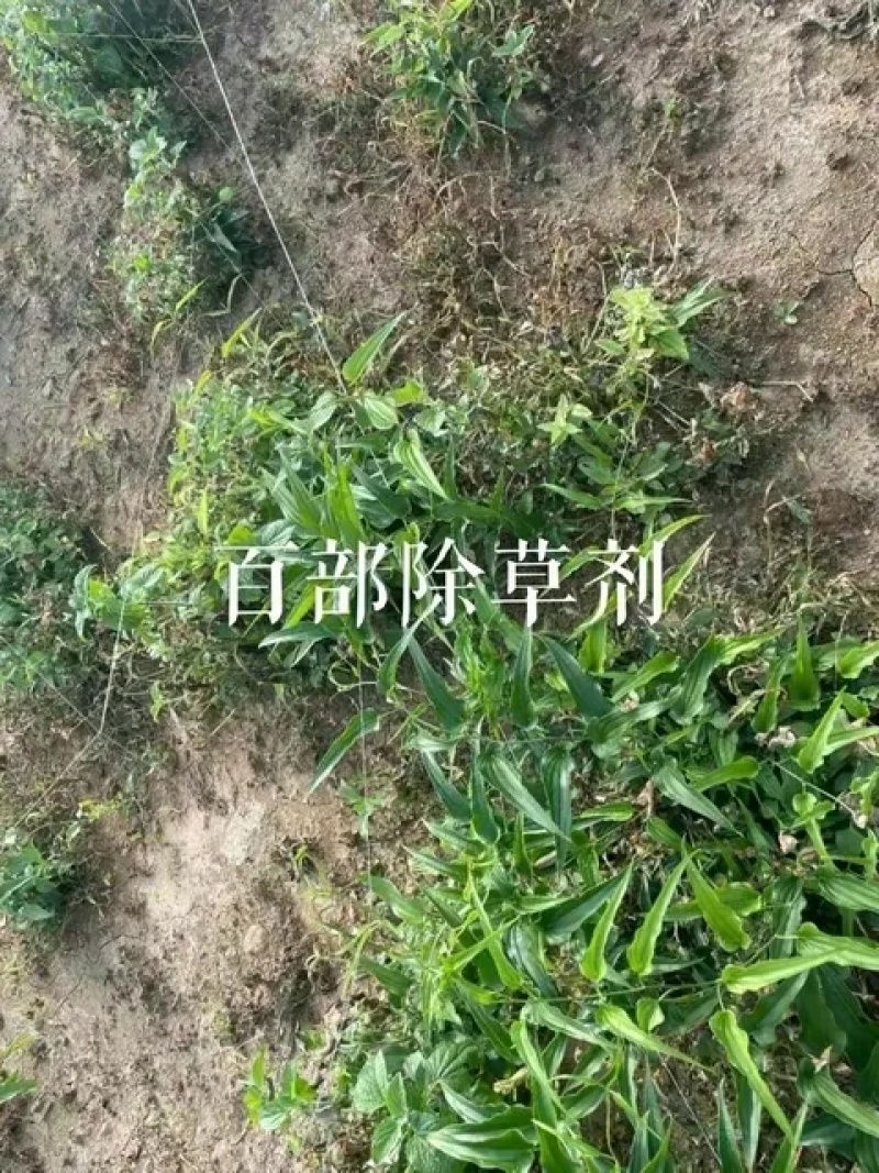 百部除草剂加助剂百部苗后除草剂禾阔双除见效快