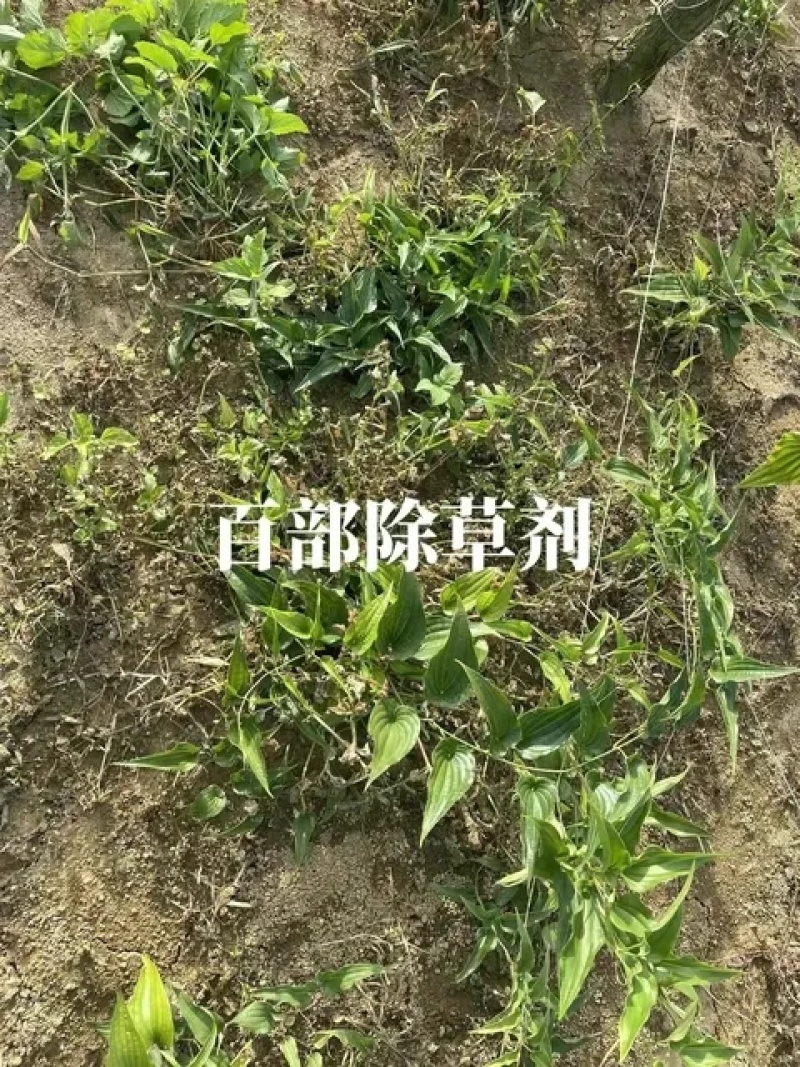 百部除草剂加助剂百部苗后除草剂禾阔双除见效快