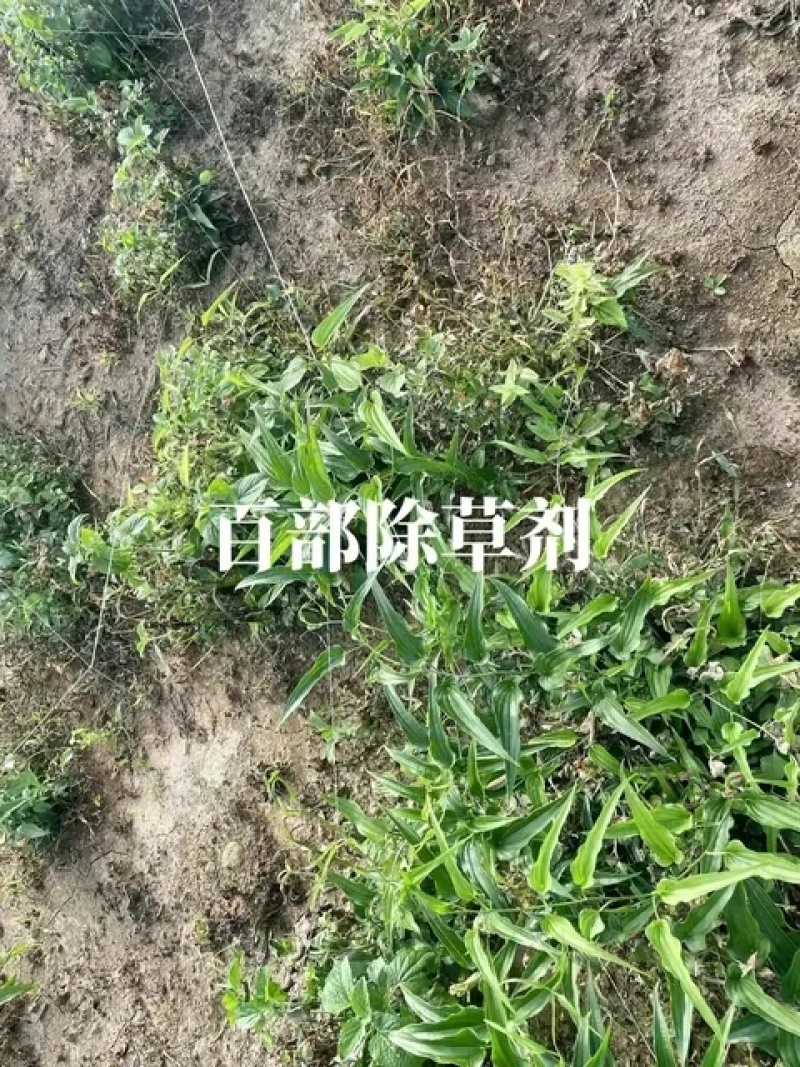 百部除草剂加助剂百部苗后除草剂禾阔双除见效快