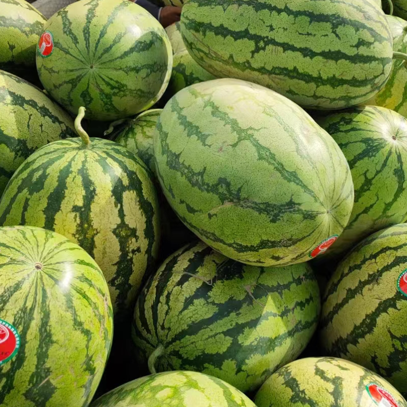宁夏精品金欣西瓜皮薄口感甜产地直发一手货源