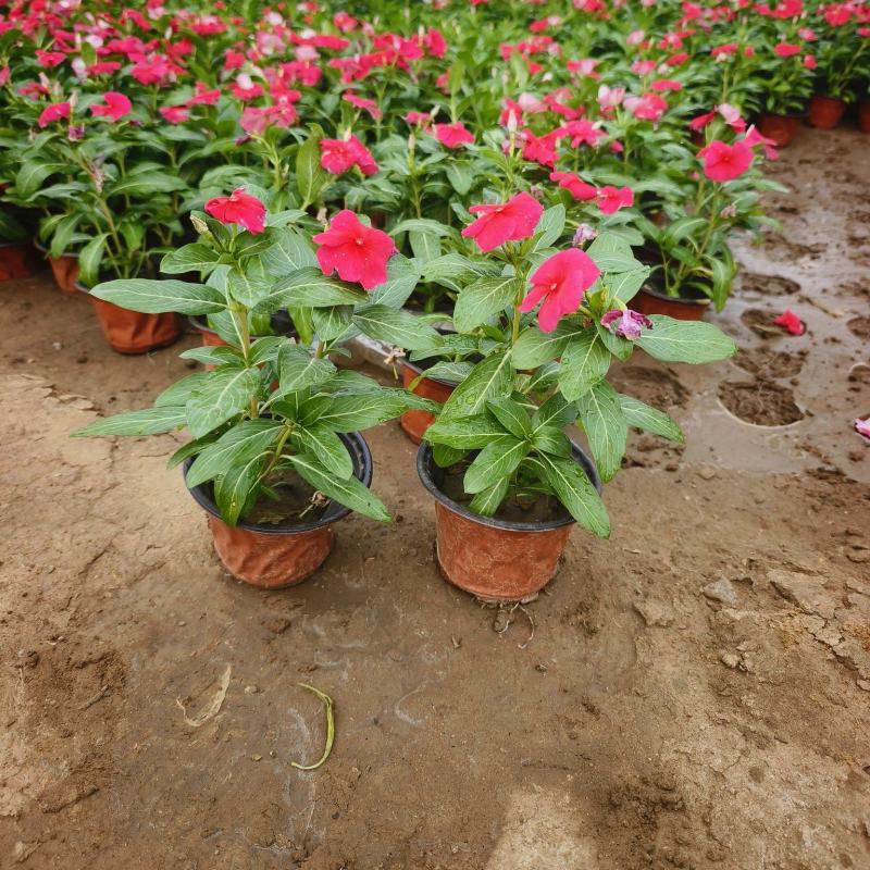 长春花，基地大量有货，