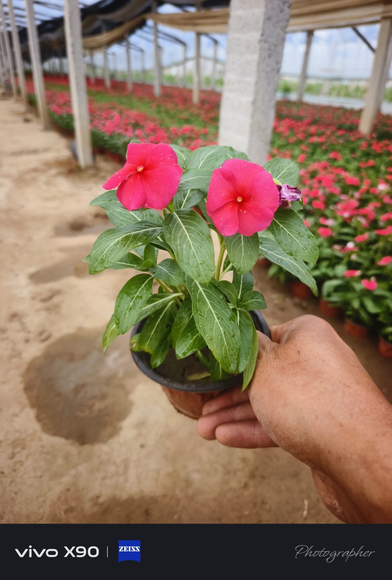 长春花，基地大量有货，