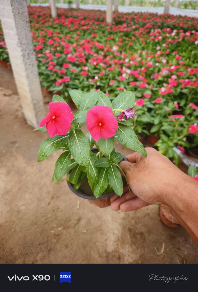 长春花，基地大量有货，