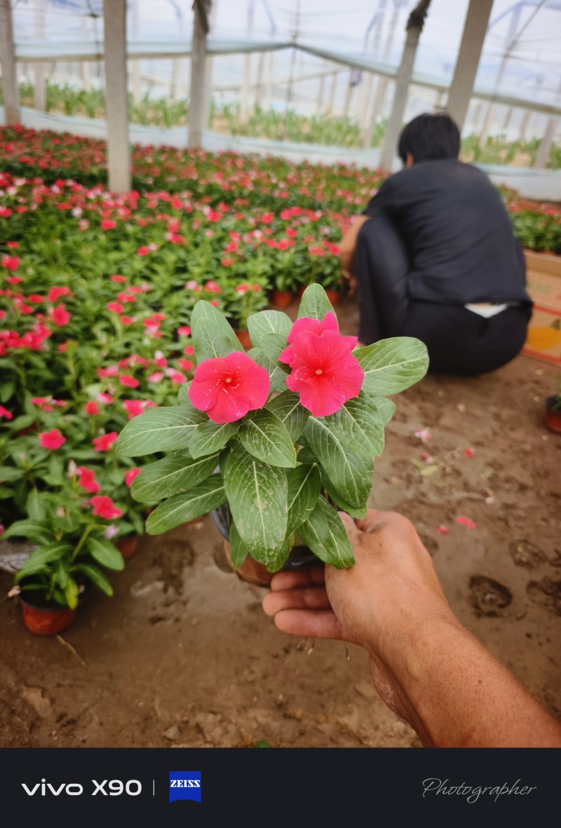 长春花，基地大量有货，