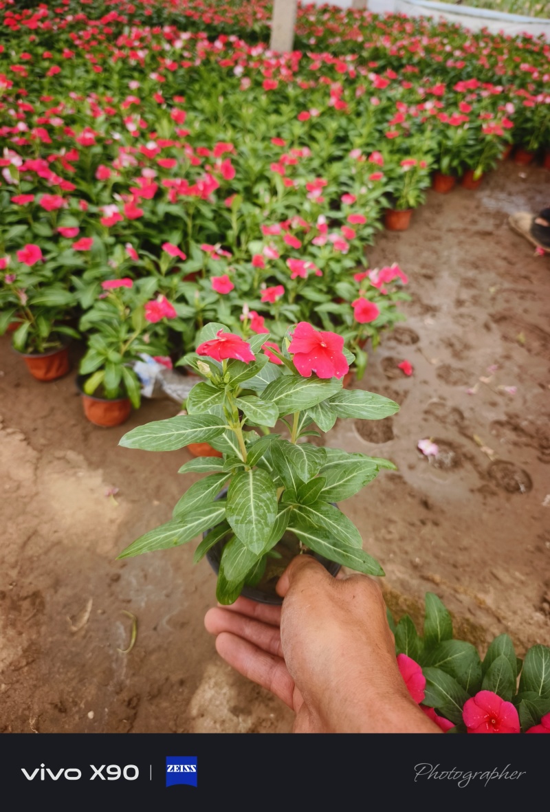 长春花，基地大量有货，