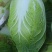 黄心大白菜