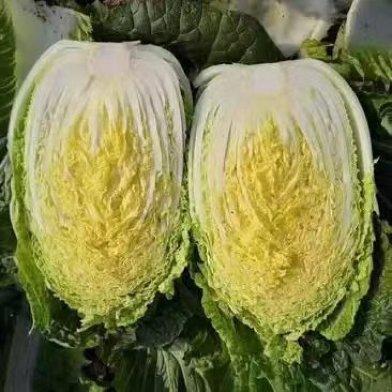 黄心大白菜