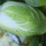 黄心大白菜
