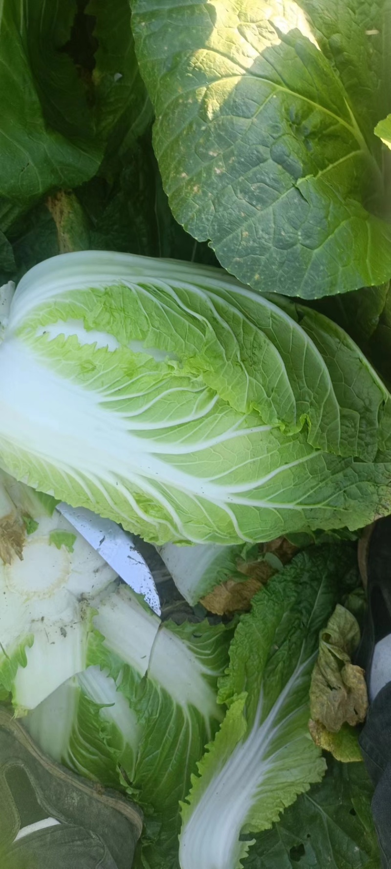 黄心大白菜
