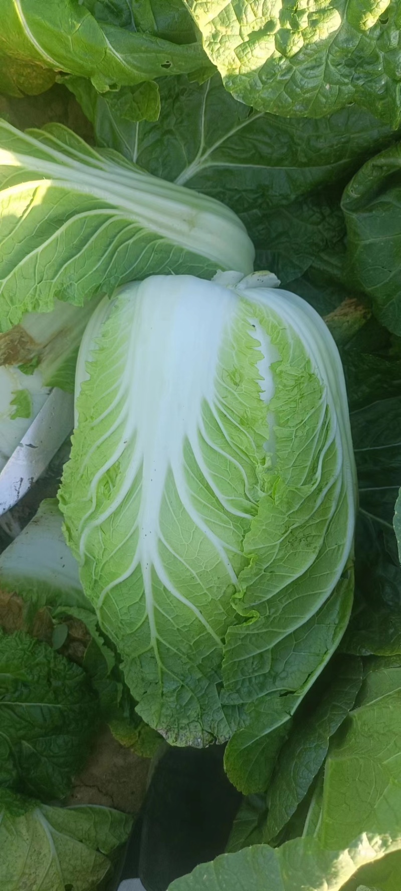 黄心大白菜