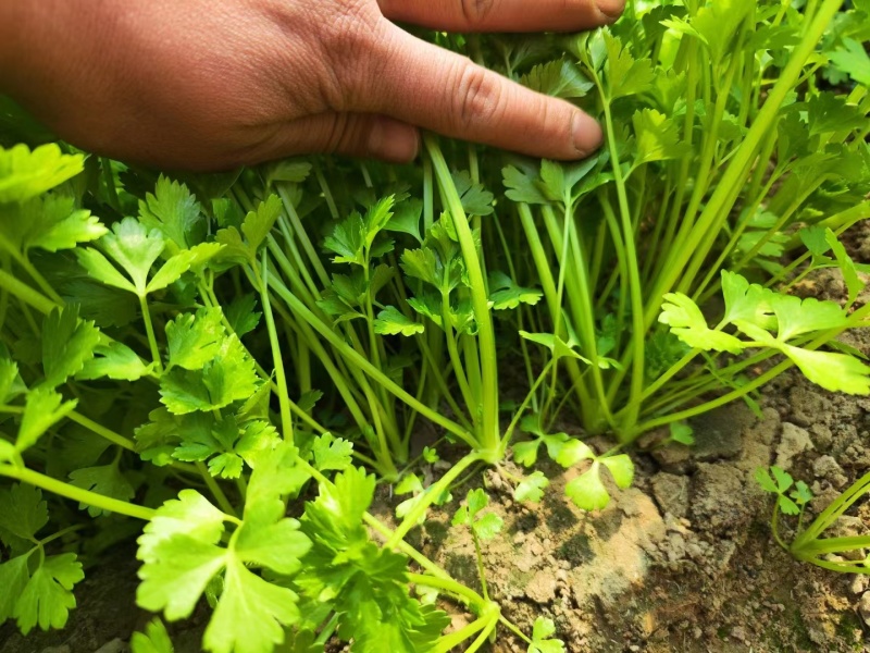 河南周口芹菜苗皇妃芹菜苗苗地直供技术指导成活率高