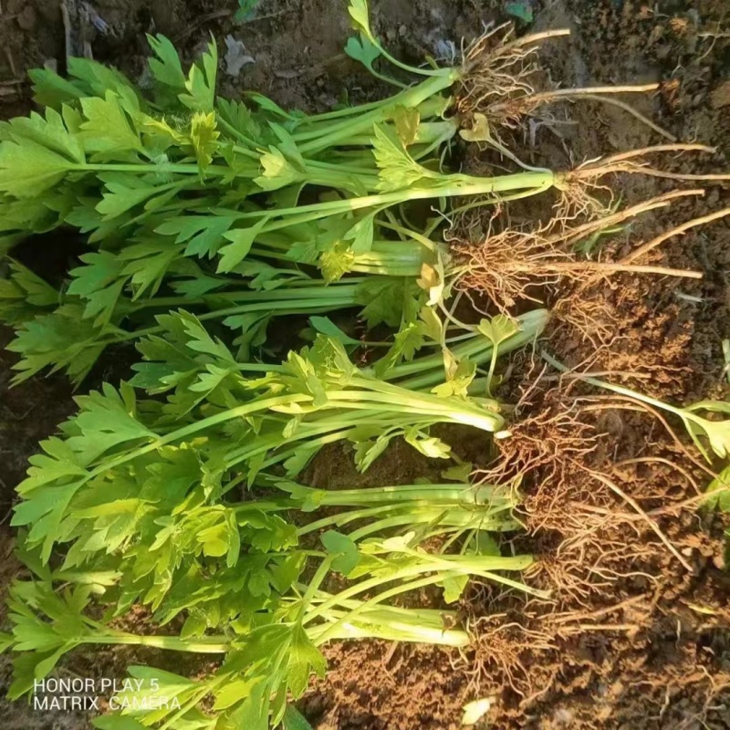 河南周口芹菜苗皇妃芹菜苗苗地直供技术指导成活率高