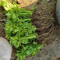 河南周口芹菜苗皇妃芹菜苗苗地直供技术指导成活率高