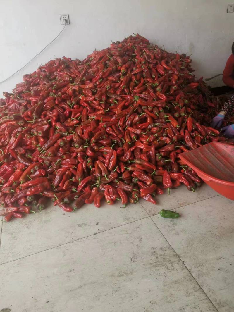 红椒江苏产区直发保质保量发货全国欢迎选购