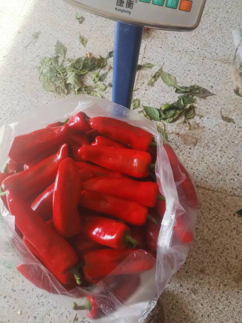 红椒江苏产区直发保质保量发货全国欢迎选购