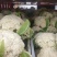 松花菜大量上市，可以视频看货
