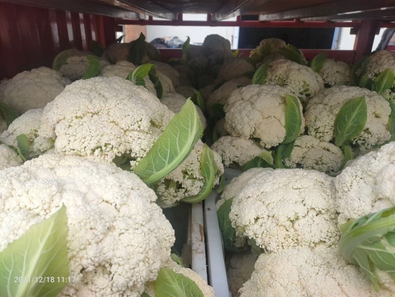 松花菜大量上市，可以视频看货
