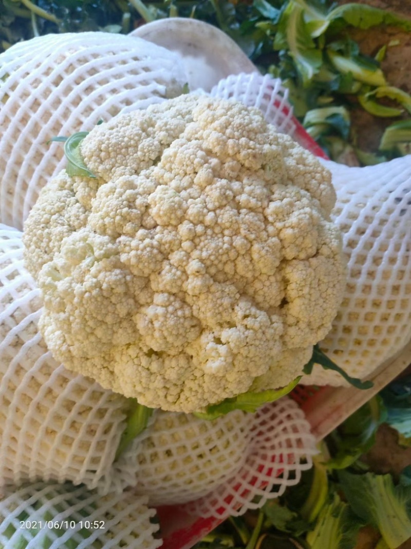 松花菜大量上市，可以视频看货