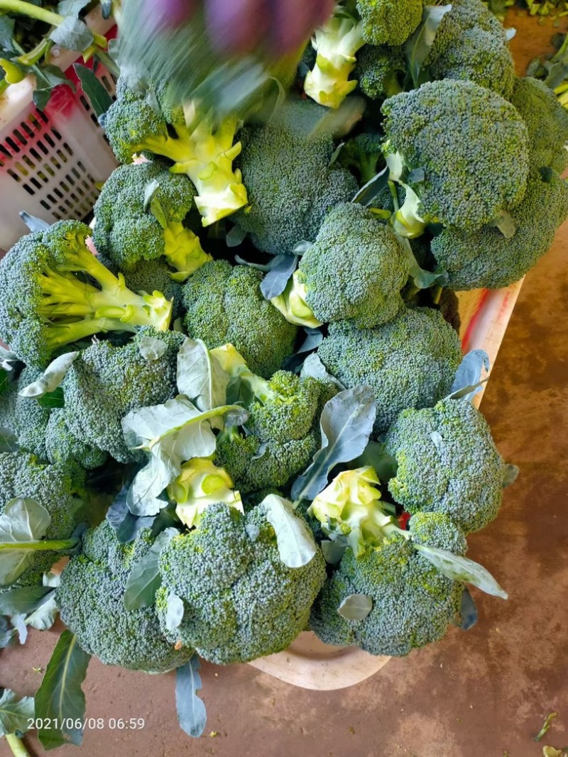 精品西兰花上市，可以视频看货