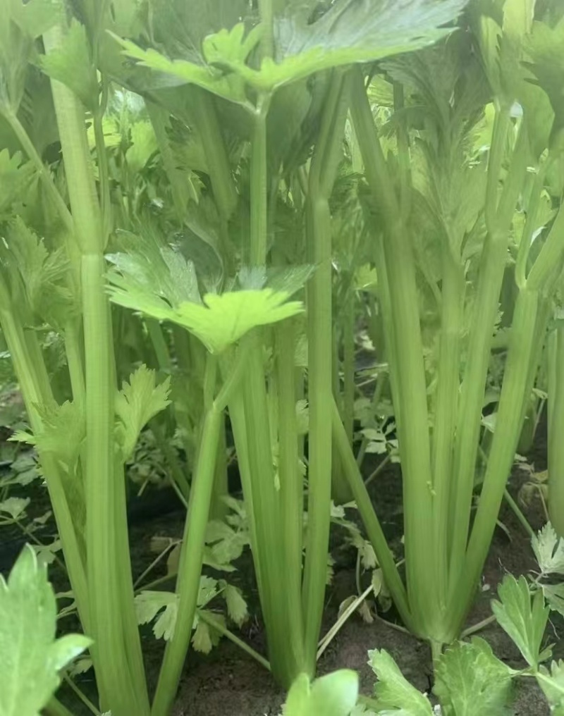 河南周口芹菜苗皇妃芹菜苗苗地直供技术指导成活率高