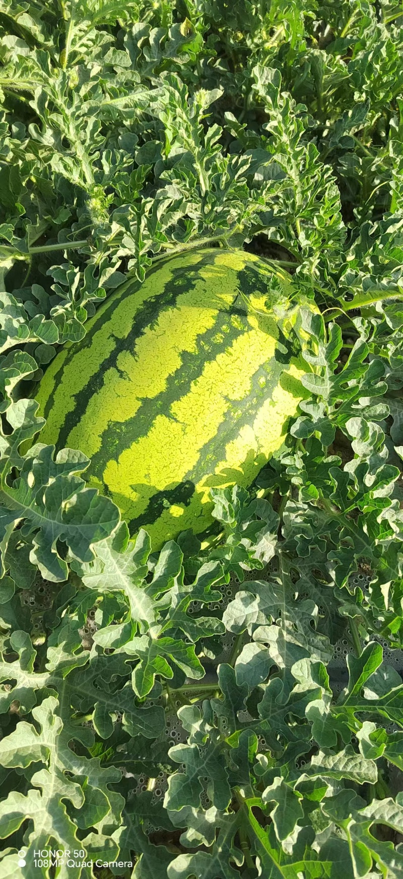 甘肃宁夏硒砂瓜口感甘甜皮薄肉厚。纯石头地种植！