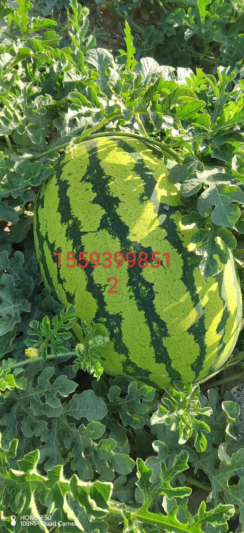 甘肃宁夏硒砂瓜口感甘甜皮薄肉厚。纯石头地种植！