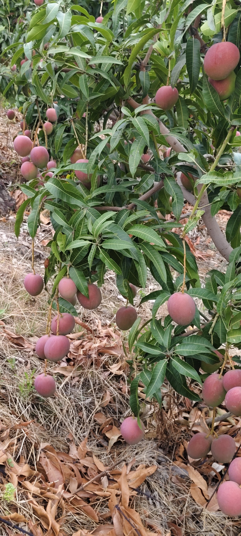 红热农大将价了，适合（广东货，嘉兴货，，郑州货，山东货）