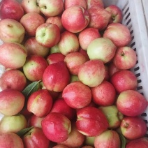中油5号油桃