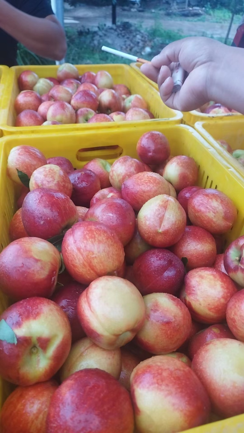 中油5号油桃