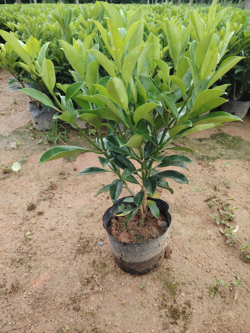 灰莉非洲茉莉40-50-60高度