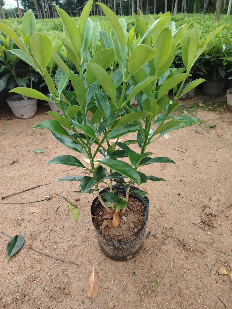 灰莉非洲茉莉40-50-60高度