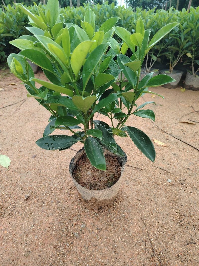 灰莉非洲茉莉40-50-60高度
