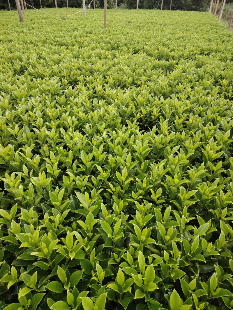 灰莉非洲茉莉40-50-60高度