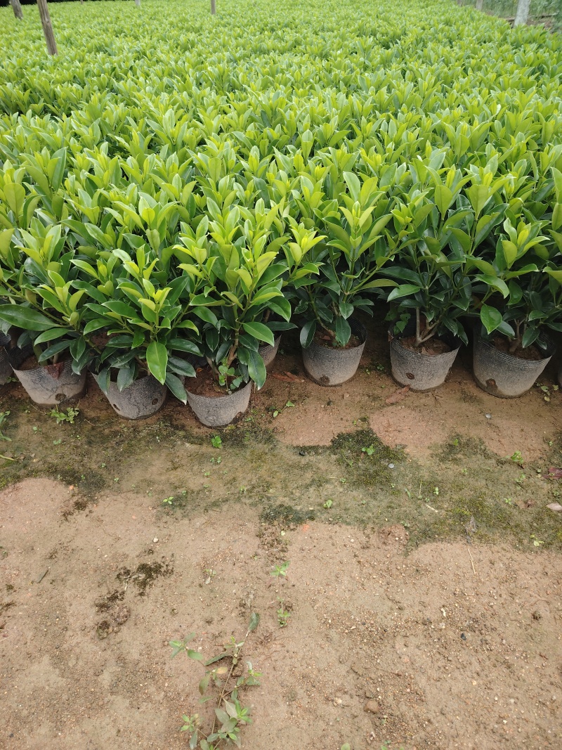 灰莉非洲茉莉40-50-60高度