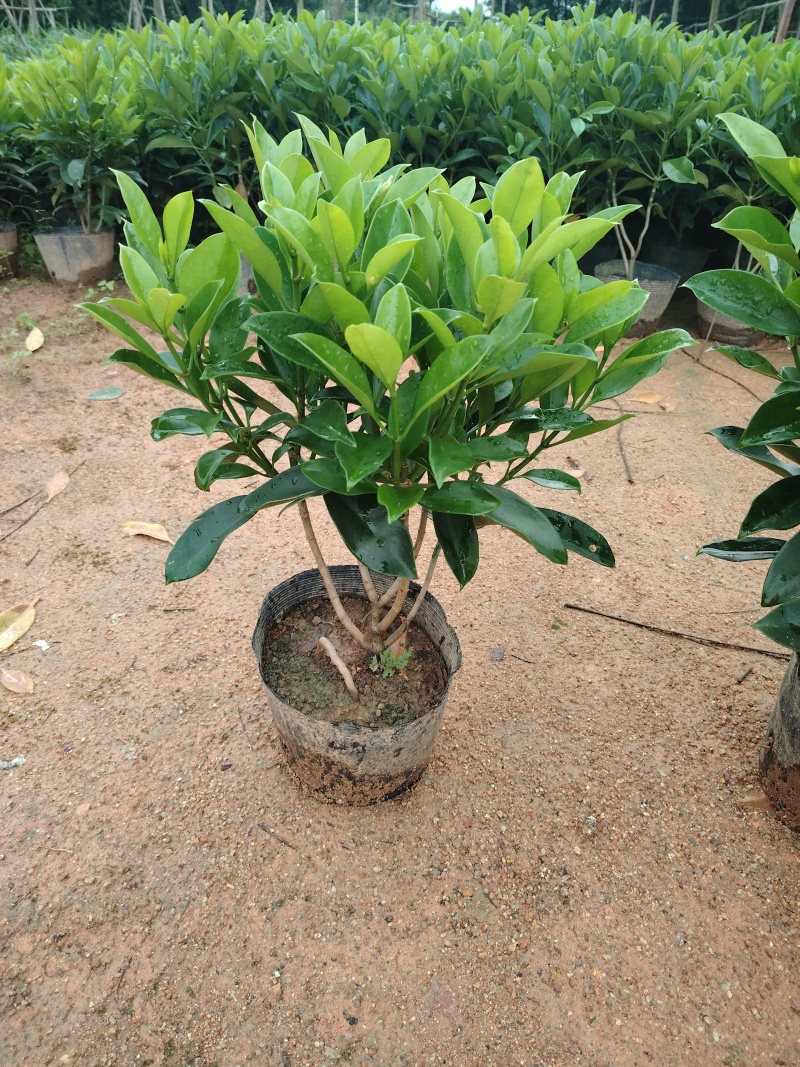 灰莉非洲茉莉40-50-60高度