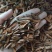 喜树果水栗子千丈树天梓树果干货喜树子祥泰药材栈