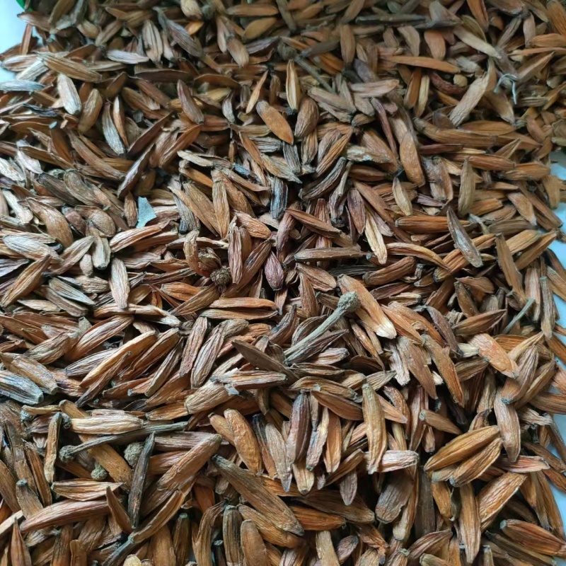 喜树果水栗子千丈树天梓树果干货喜树子祥泰药材栈