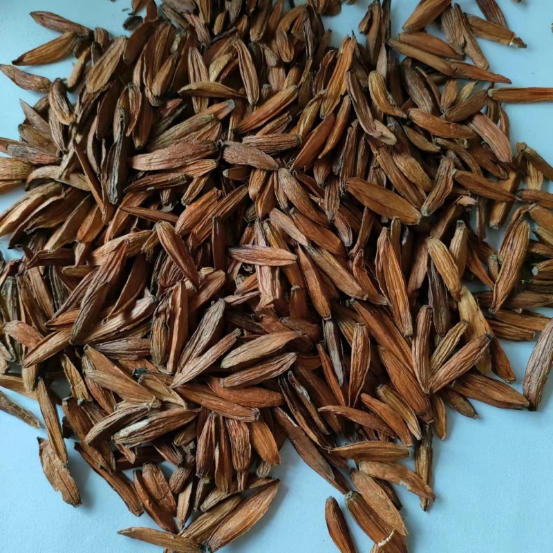 喜树果水栗子千丈树天梓树果干货喜树子祥泰药材栈
