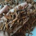 喜树果水栗子千丈树天梓树果干货喜树子祥泰药材栈