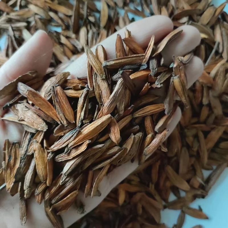 喜树果水栗子千丈树天梓树果干货喜树子祥泰药材栈