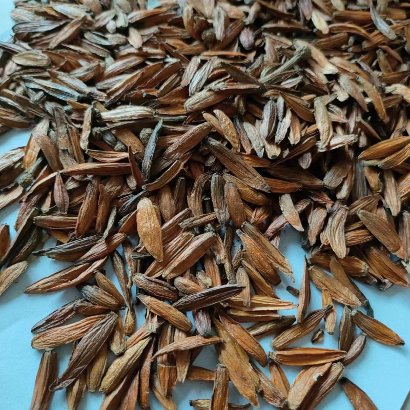 喜树果水栗子千丈树天梓树果干货喜树子祥泰药材栈
