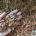 喜树果水栗子千丈树天梓树果干货喜树子祥泰药材栈