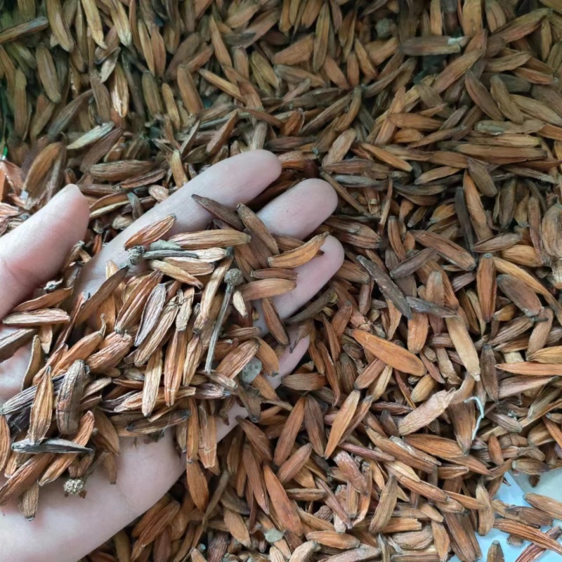 喜树果水栗子千丈树天梓树果干货喜树子祥泰药材栈