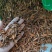 喜树果水栗子千丈树天梓树果干货喜树子祥泰药材栈