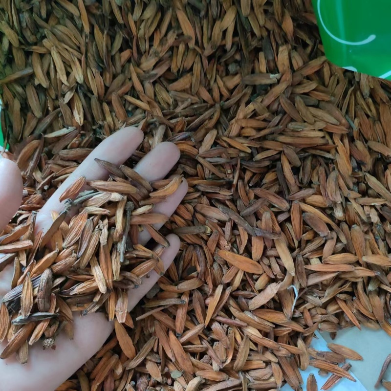 喜树果水栗子千丈树天梓树果干货喜树子祥泰药材栈