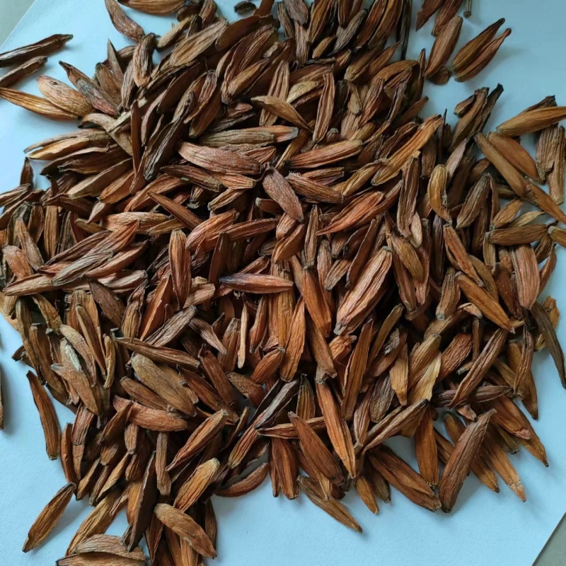 喜树果水栗子千丈树天梓树果干货喜树子祥泰药材栈
