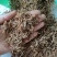 垂盆草祥泰药材栈中药材批发零售实物拍摄量多从优欢迎咨询
