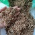 垂盆草祥泰药材栈中药材批发零售实物拍摄量多从优欢迎咨询